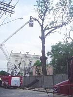  Bombeiros podando (ou cortando? Aposto nessa hipótese) a árvore centenária na Rua Getulio Vargas, atras da escola Joaquim José.